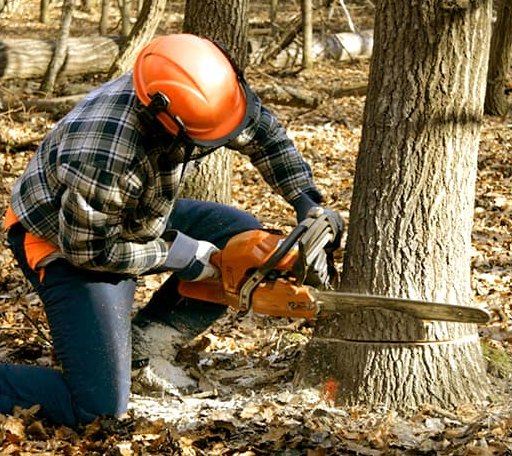Tree Removal in Napoleon, MI